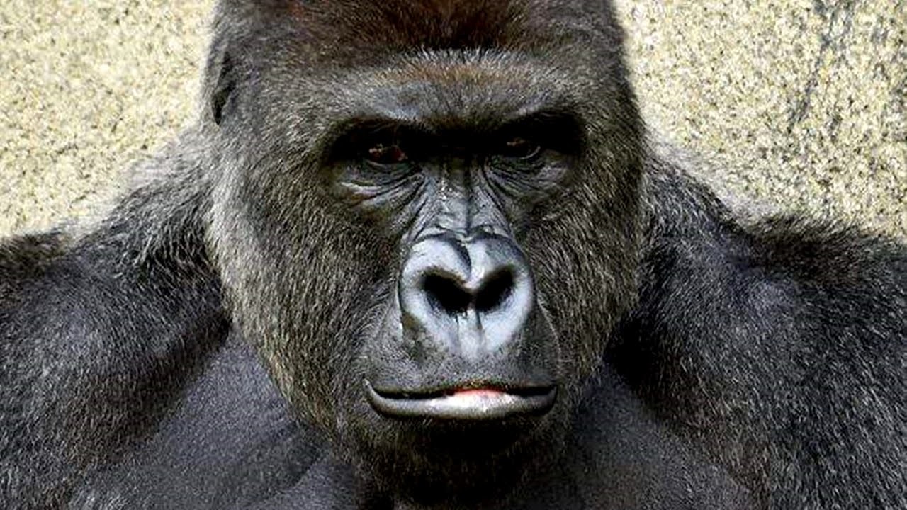 De coachtip van de week: Wie is hier de alfa-aap?